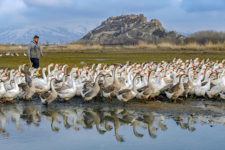 Kaz Yetiştirip İhraç Ediyorlar