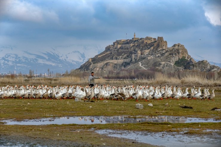 Kaz Yetiştirip İhraç Ediyorlar