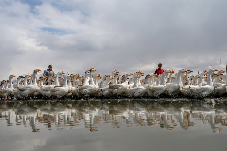 Kaz Yetiştirip İhraç Ediyorlar