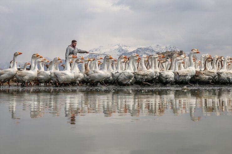 Kaz Yetiştirip İhraç Ediyorlar