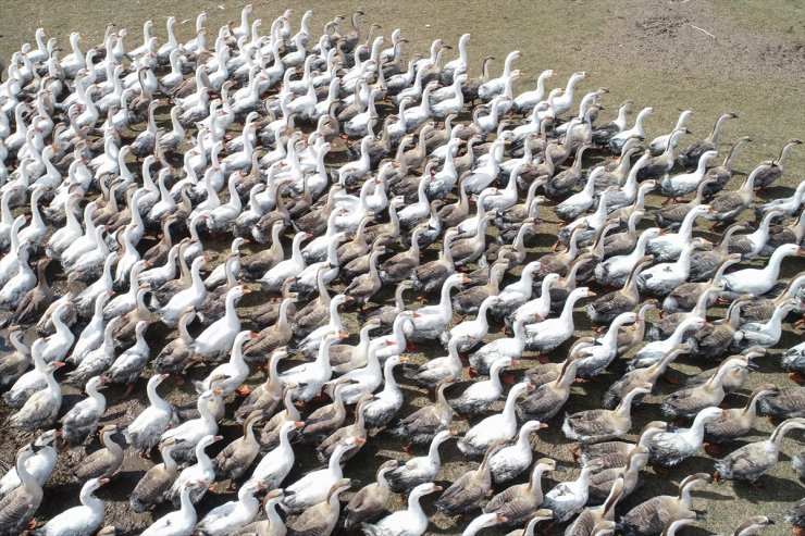 Kaz Yetiştirip İhraç Ediyorlar