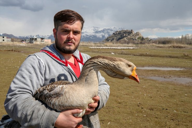 Kaz Yetiştirip İhraç Ediyorlar