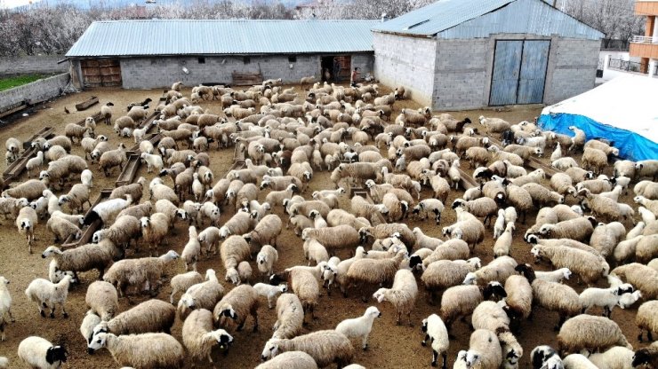 Koyun ve Kuzuların Buluşması Görüntülendi