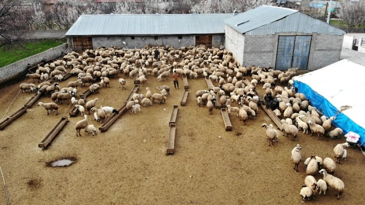 Koyun ve Kuzuların Buluşması Görüntülendi