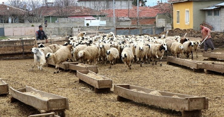 Koyun ve Kuzuların Buluşması Görüntülendi