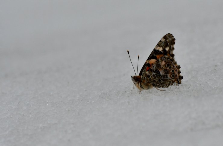 Kar Üzerinde Görülen Kelebekler Şaşkınlık Yarattı
