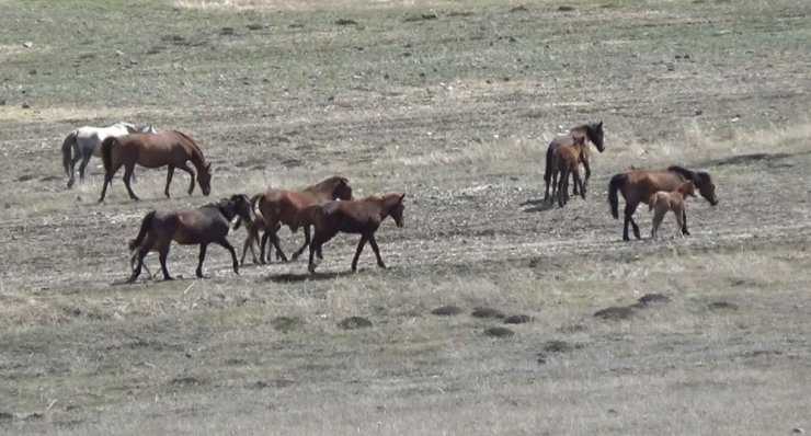 Kars’ta Yılkı Atları Görüntülendi