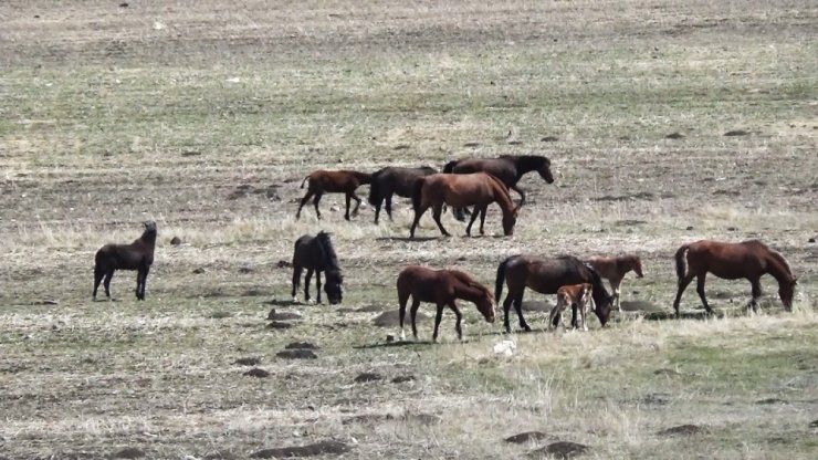 Kars’ta Yılkı Atları Görüntülendi