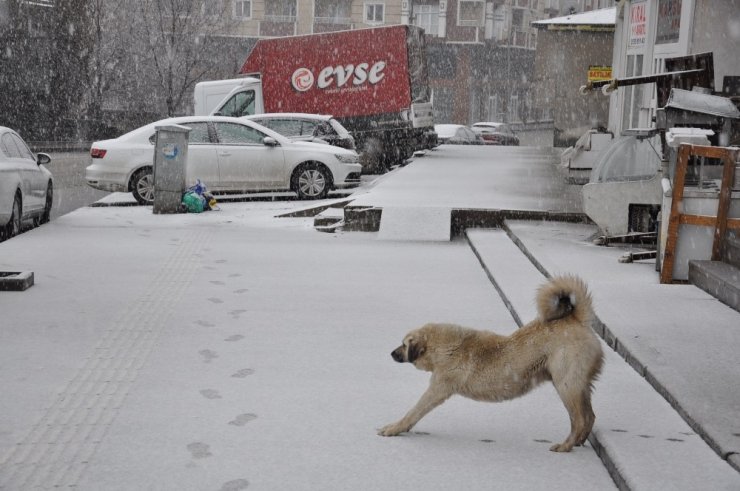 Kars’a Nisan Ayında Lapa Lapa Kar Yağdı