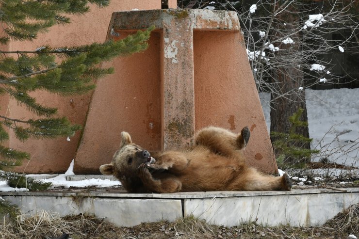 Yavru ‘Boz Ayı’nın Keyifli Anları