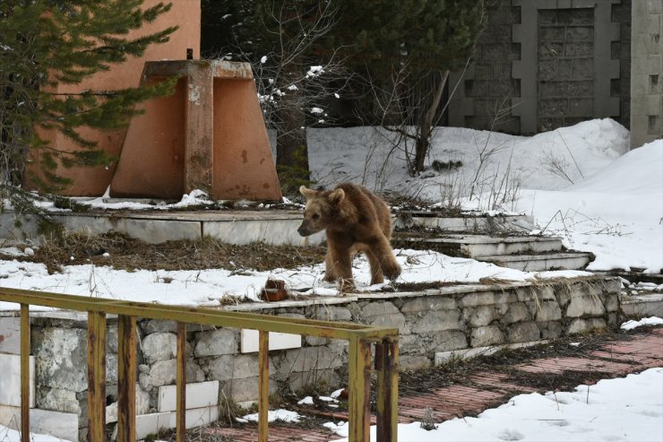 Yavru ‘Boz Ayı’nın Keyifli Anları