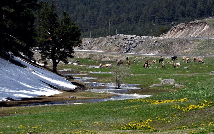 Sarıkamış’ta 'Kış ile Bahar' Bir Arada