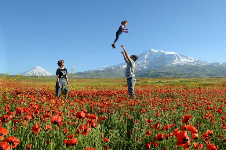 Ağrı Dağı ve Gelincik Çiçekleri