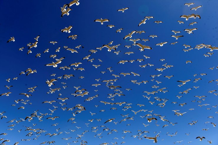 Çıldır Gölü’nün Göçmen Kuşları