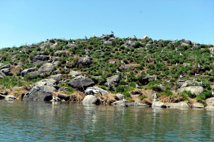 Çıldır Gölü’nün Göçmen Kuşları