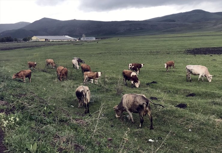 Ardahan'da 'Şap' Karantinası