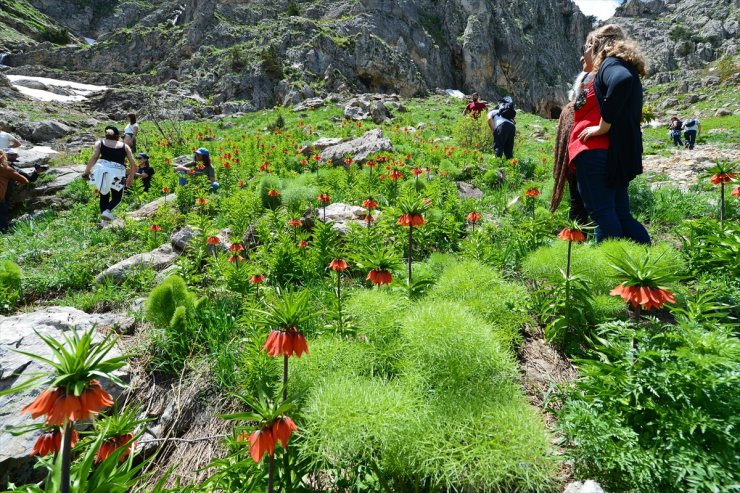 Ters Laleler Görenleri Büyülüyor