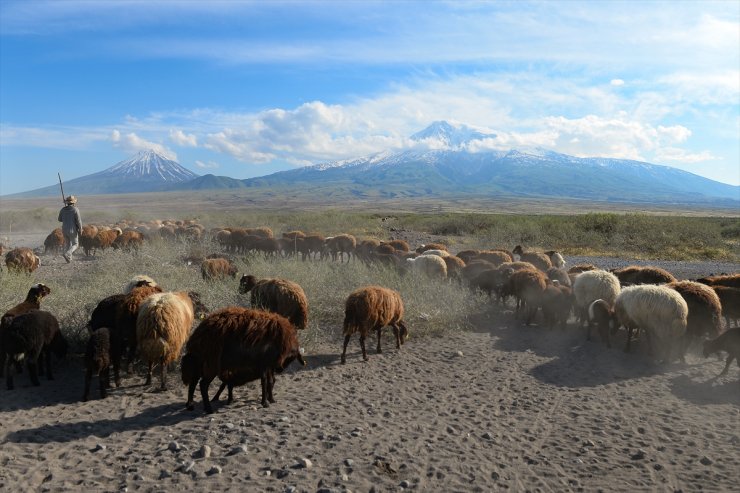 Ağrı Dağı'na Göç Başladı