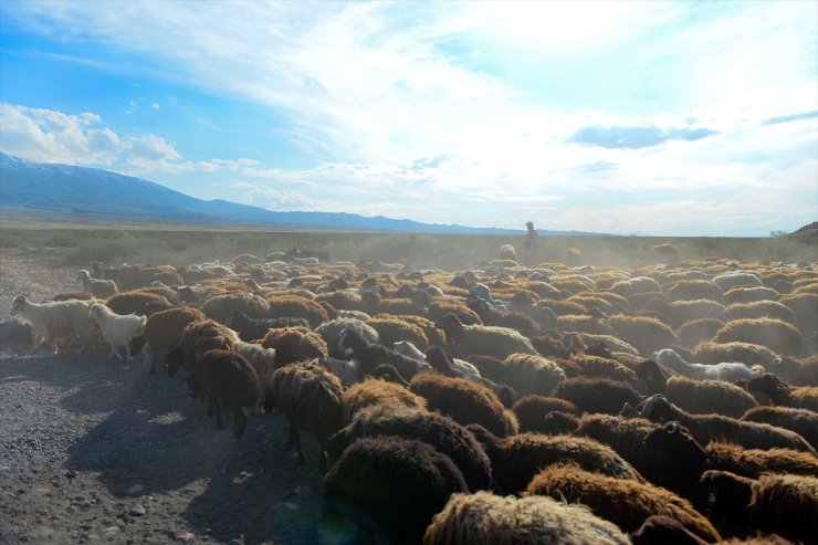 Ağrı Dağı'na Göç Başladı