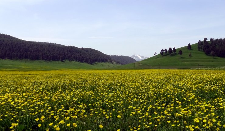 Sarıkamış’ta ‘Haziran’