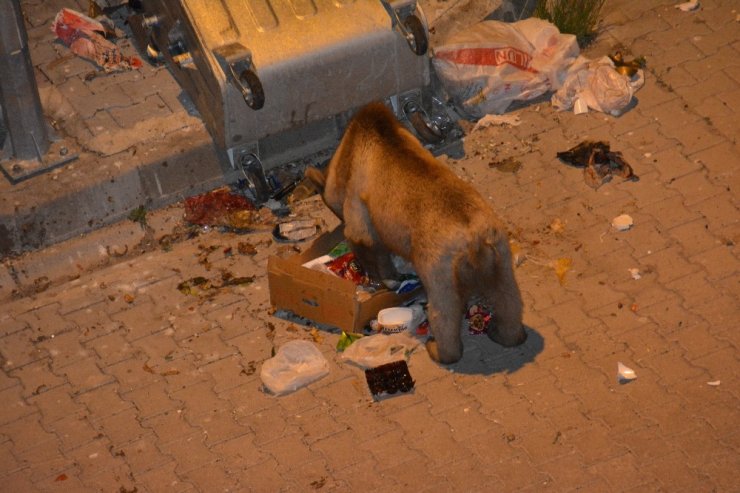 Boz Ayı Yavrusu Çöpte Yiyecek Aradı