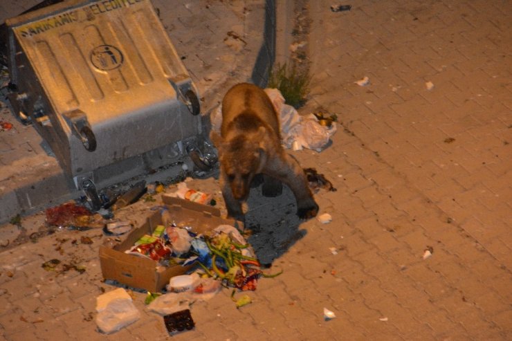 Boz Ayı Yavrusu Çöpte Yiyecek Aradı