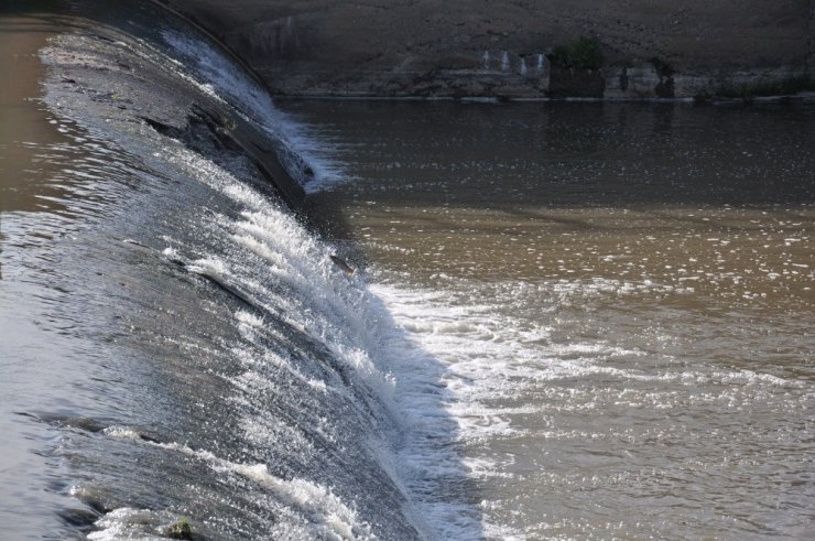 Kars’ta 'Balık' Göçü Başladı