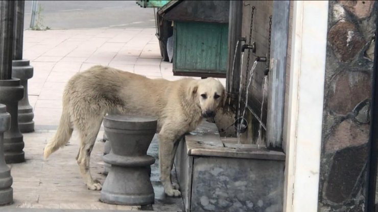 Musluktan Su İçen Köpek İlgi Odağı Oldu