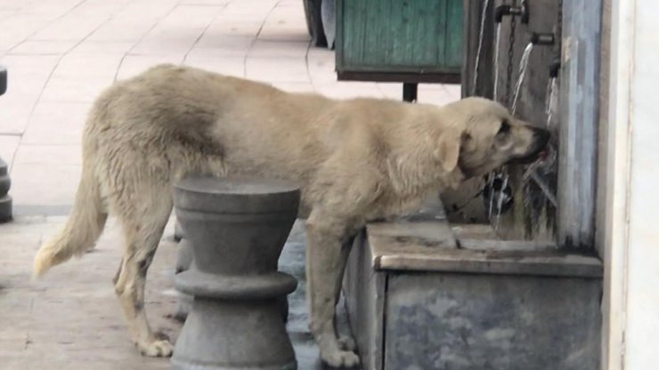 Musluktan Su İçen Köpek İlgi Odağı Oldu