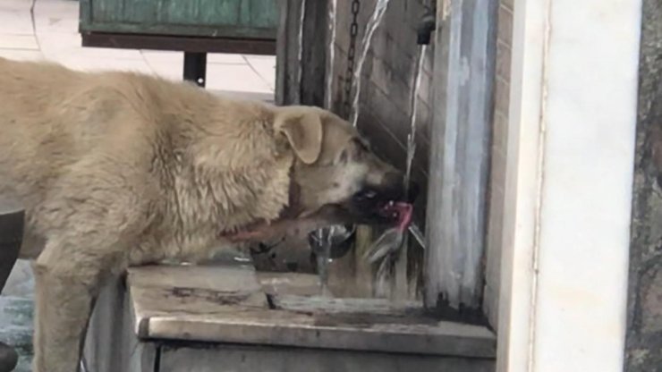 Musluktan Su İçen Köpek İlgi Odağı Oldu