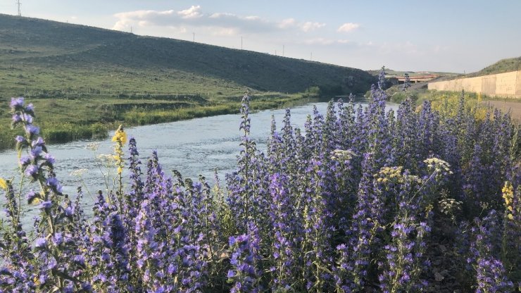 Kars Çiçek Açtı