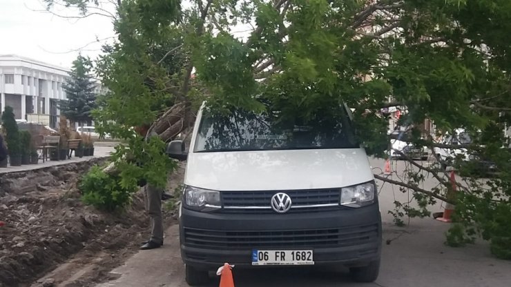 Kars’ta Rüzgar Ağaçları Devirdi