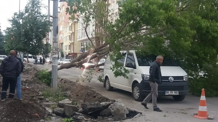 Kars’ta Rüzgar Ağaçları Devirdi