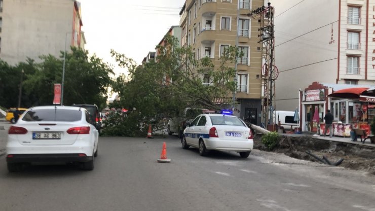 Kars’ta Rüzgar Ağaçları Devirdi