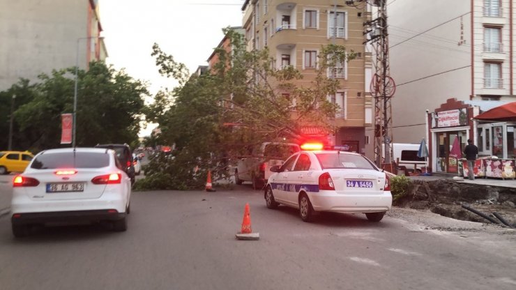 Kars’ta Rüzgar Ağaçları Devirdi