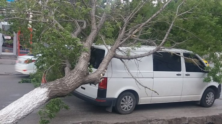 Kars’ta Rüzgar Ağaçları Devirdi