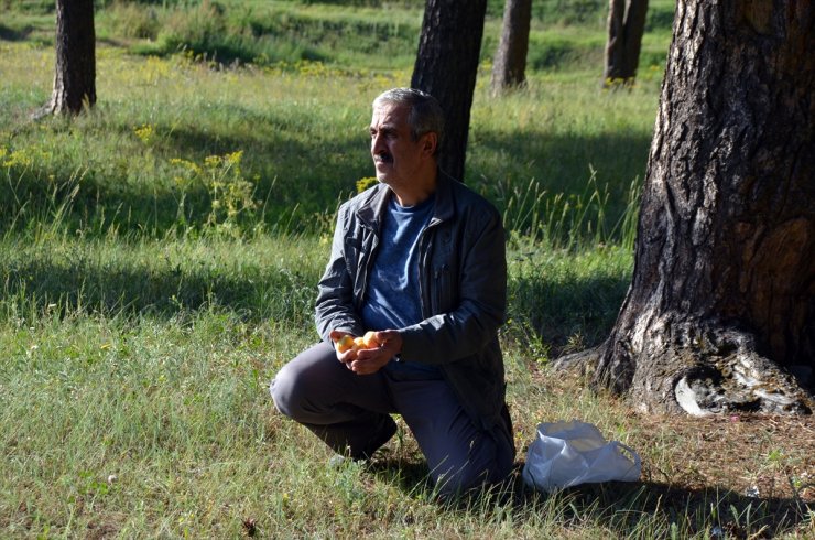 Sarıkamış'ta Kayısı Yiyen Sincaplar