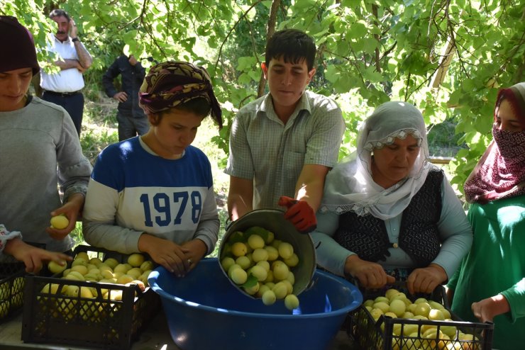 Kağızman'da Kayısı Rekoltesi Düştü