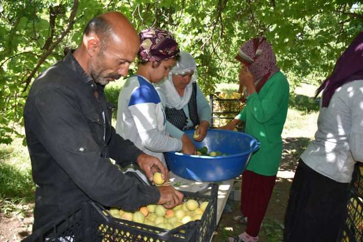 Kağızman'da Kayısı Rekoltesi Düştü