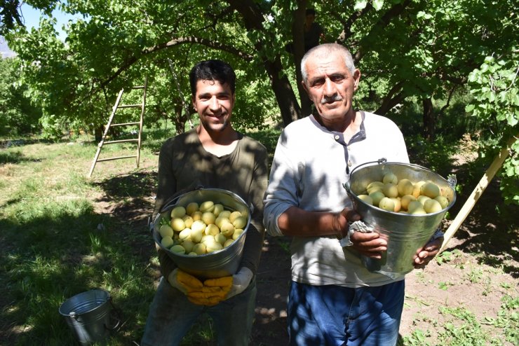 Kağızman'da Kayısı Rekoltesi Düştü