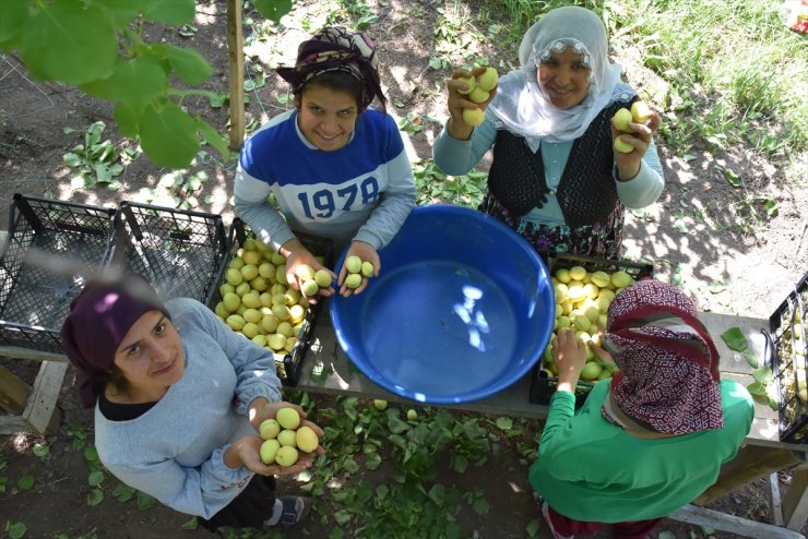 Kağızman'da Kayısı Rekoltesi Düştü