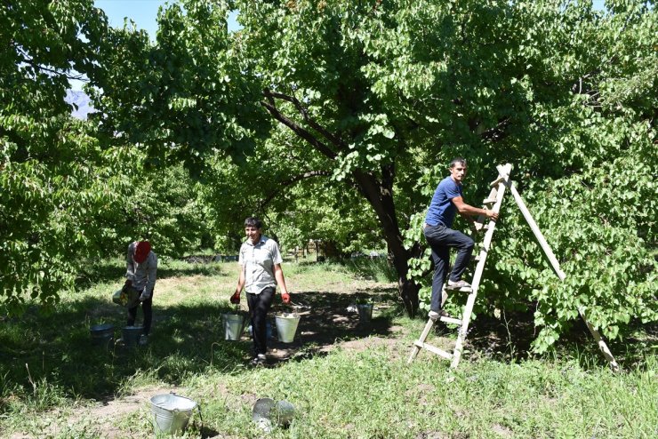 Kağızman'da Kayısı Rekoltesi Düştü