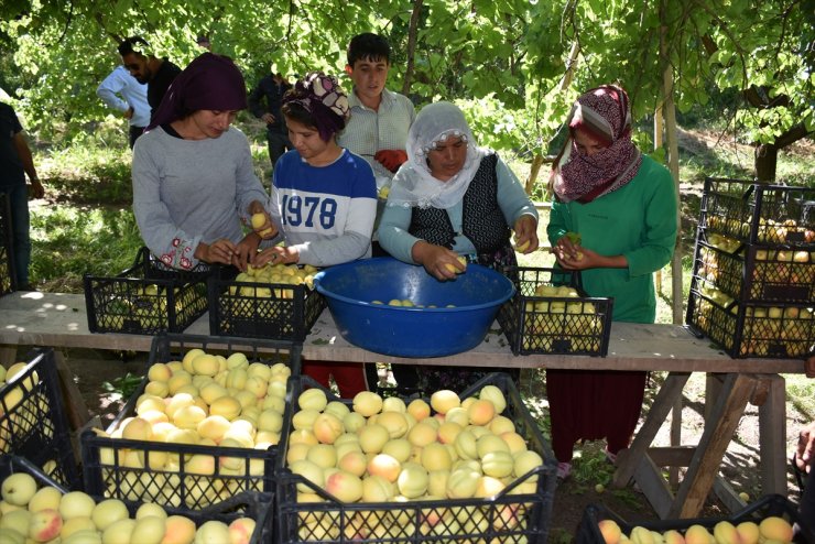 Kağızman'da Kayısı Rekoltesi Düştü