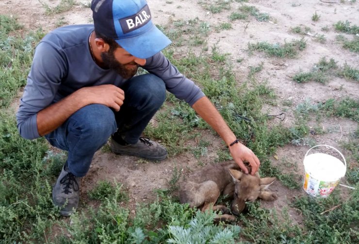 Yavru Kurt Koruma Altına Alındı