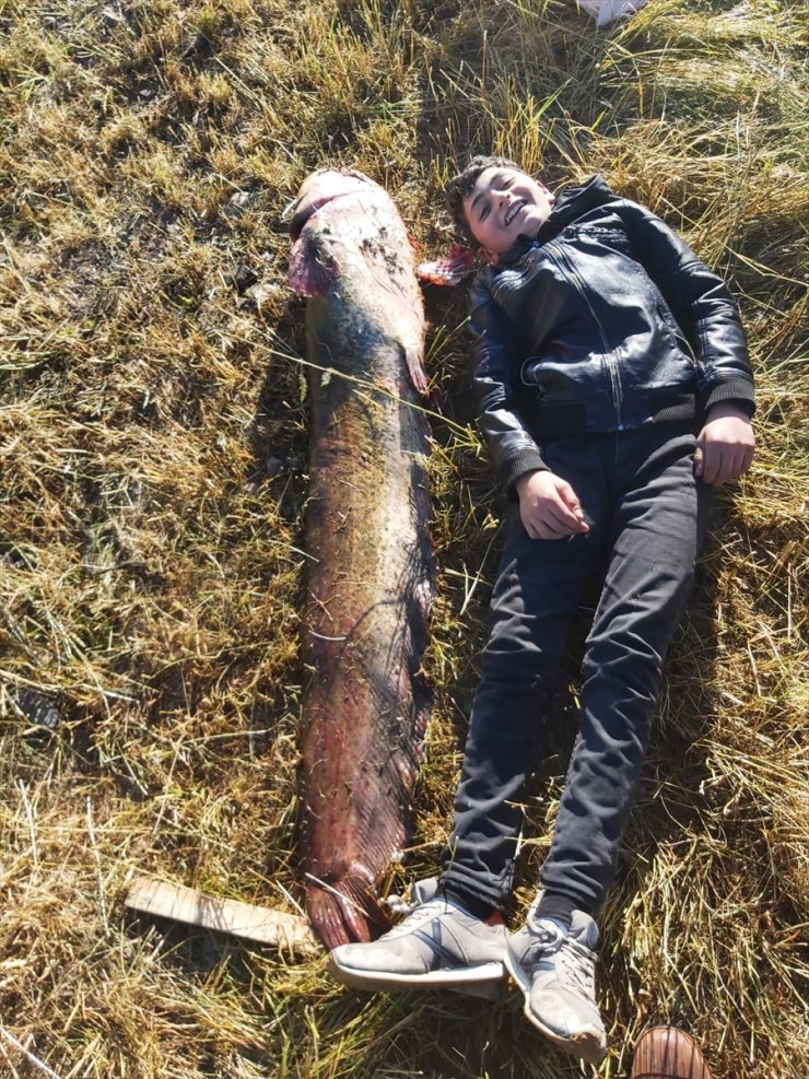 Aras'ta 1,5 Metrelik Yayın Balığı Yakalandı