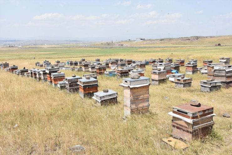 Bölgede 'Bal Verimi' Düştü