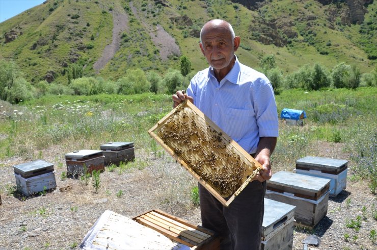 Oğul Veren Arılar Ağaçlara Kümelendi