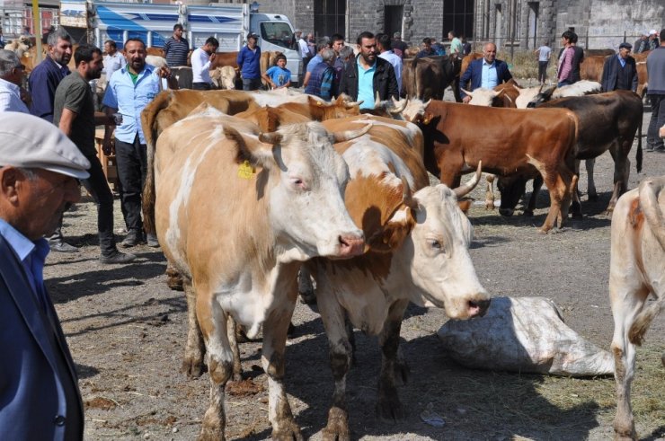 'Kurban Pazarı'nda Yoğunluk Yaşanıyor