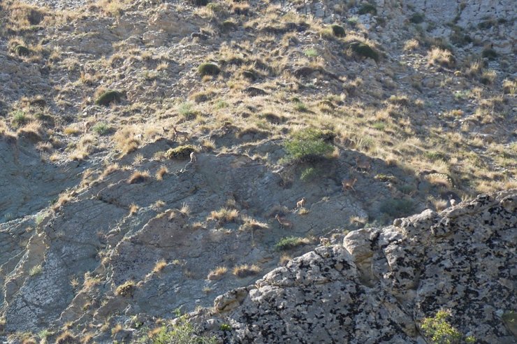 Erzurum'da Yaban Keçi Sürüsü Görüntülendi