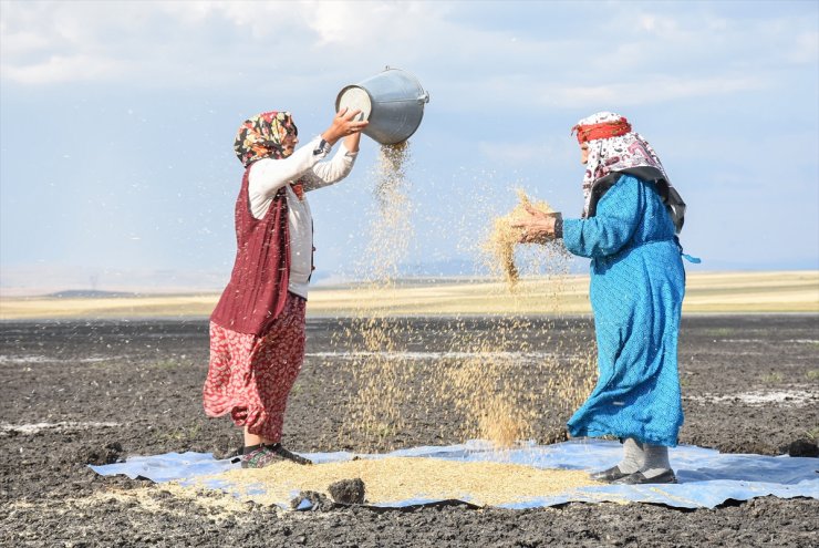 Kuruyan Kuyucuk Gölü'nde Tahıl Savurdular